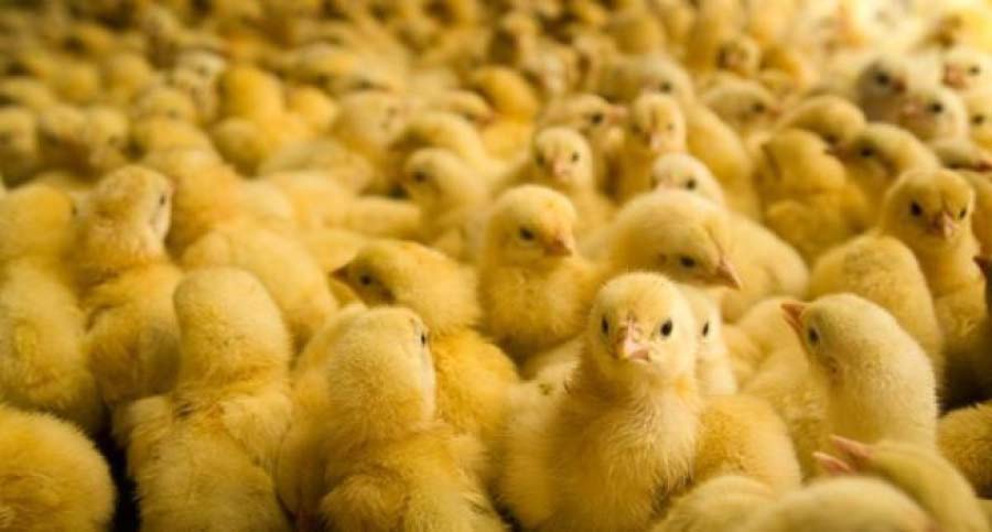 ПК 5-1 для цыплят бройлеров 0-10 дней, 10кг 