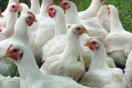 ПК6 для бройлеров от 25 дней и до убоя, 10кг