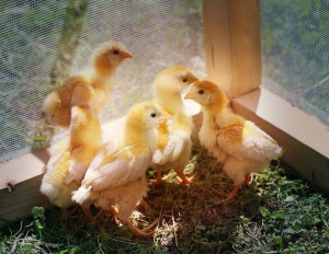 ПК 2-2 для цыплят несушек 30-70 дней, 10кг