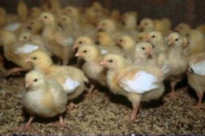 ПК 5-2 для цыплят бройлеров 11-24 дня, 10кг