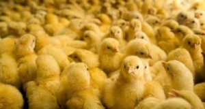 ПК 5-1 для цыплят бройлеров 0-10 дней, 10кг 