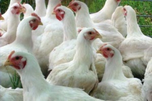 ПК6 для бройлеров от 25 дней и до убоя, 10кг